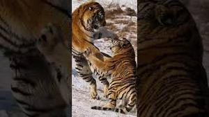 老虎打架与猪何干？