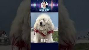 景区又造假！藏獒原来是拉布拉多？ #中共